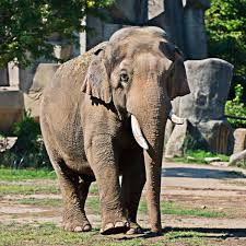 Columbus Zoo
