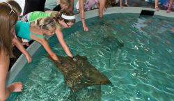 Stingray Bay