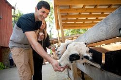 The Barnyard